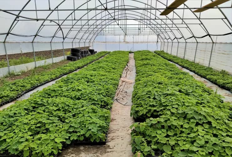 Cum funcționează investiția în plantația Verdant: de la cumpărarea pomilor la valorificarea lemnului