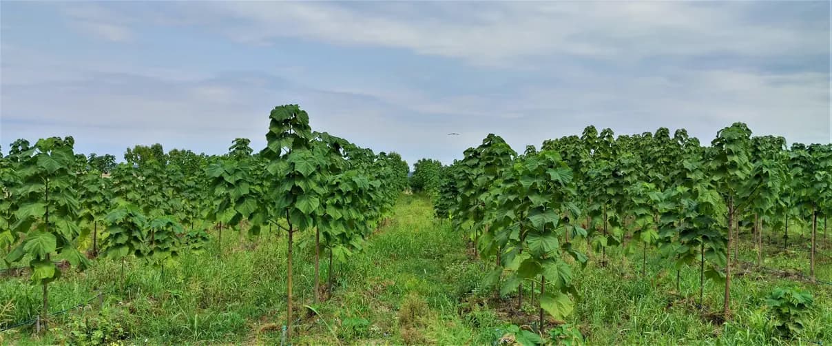 Paulownia vs bursă vs teren agricol: cum compari o investiție în copaci cu alte active