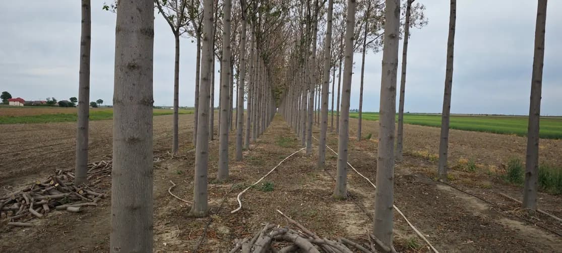Plantație Verdant de Paulownia văzută de sus